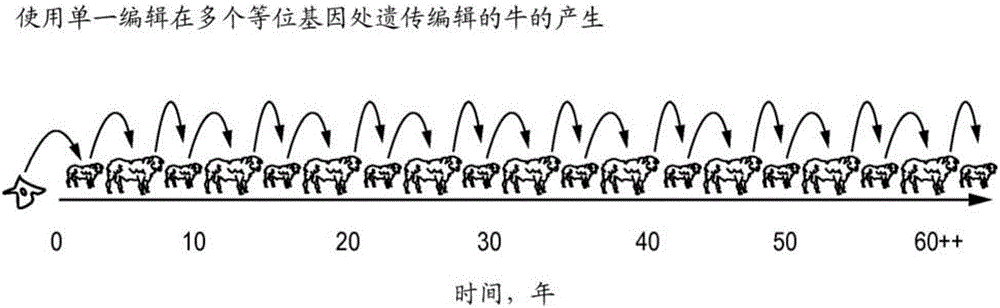 猪中的多重基因编辑的制作方法与工艺