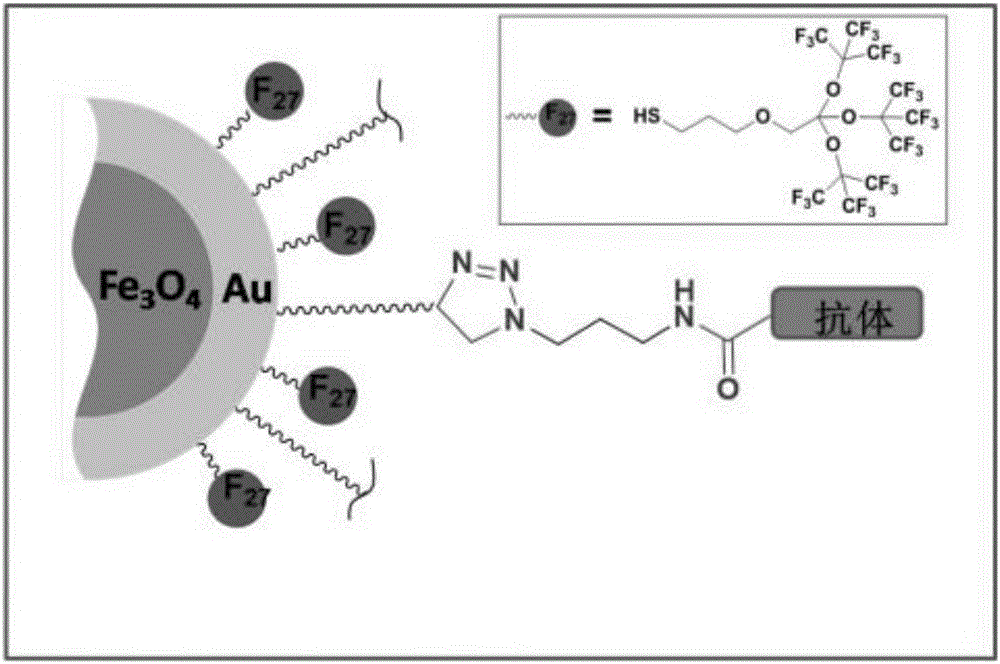 核磁共振及光聲顯影的靶向性磁性納米探針及制法和應(yīng)用的制作方法與工藝