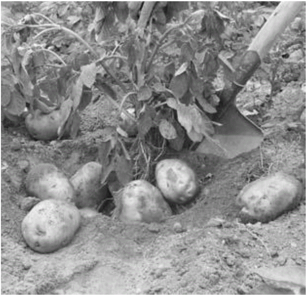 薯芋类蔬菜功能肥的制作方法与工艺