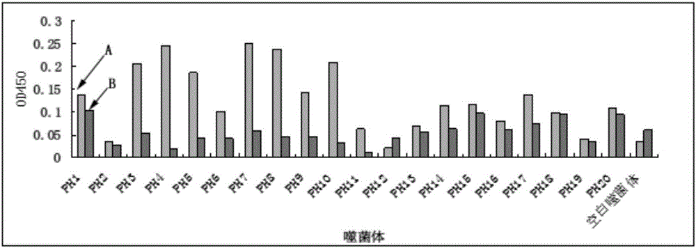 與激活型肝星狀細胞特異性結合的多肽及制備方法和應用與流程