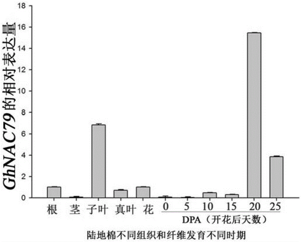 GhNAC79及其在調(diào)控植物抗旱性中的應(yīng)用的制作方法與工藝