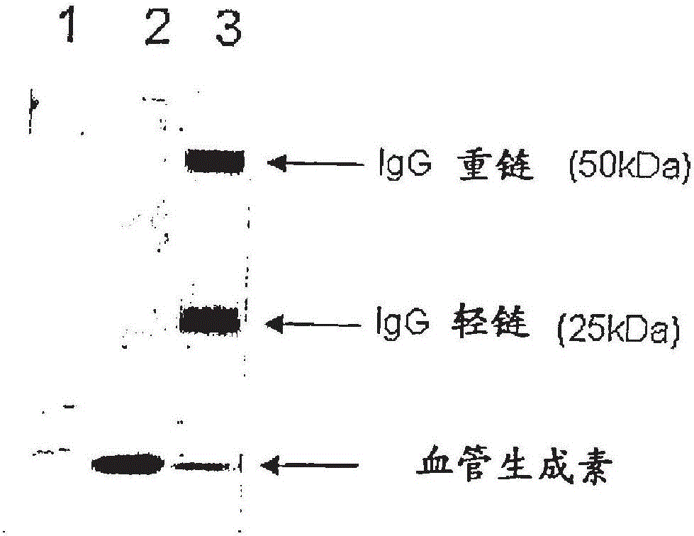 血管生成素富集的乳級分的制作方法與工藝