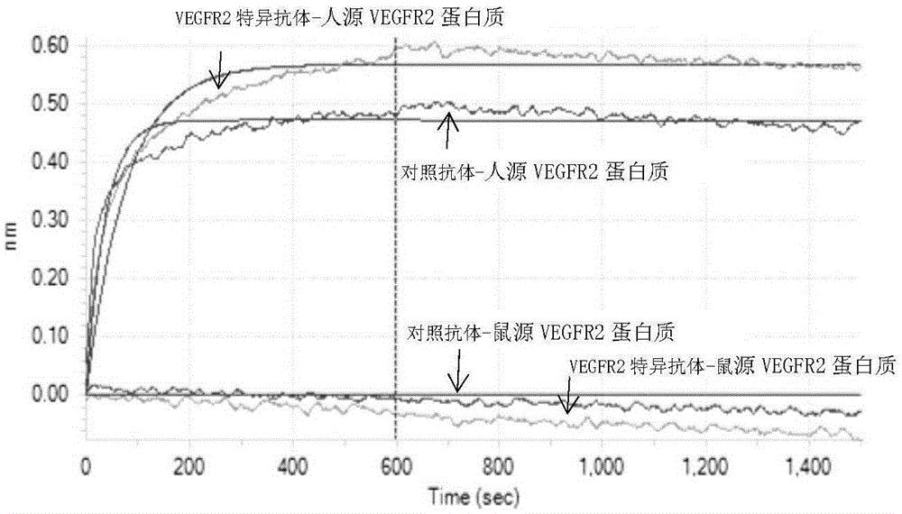 一種人源抗VEGFR2抗體及其應(yīng)用的制作方法與工藝