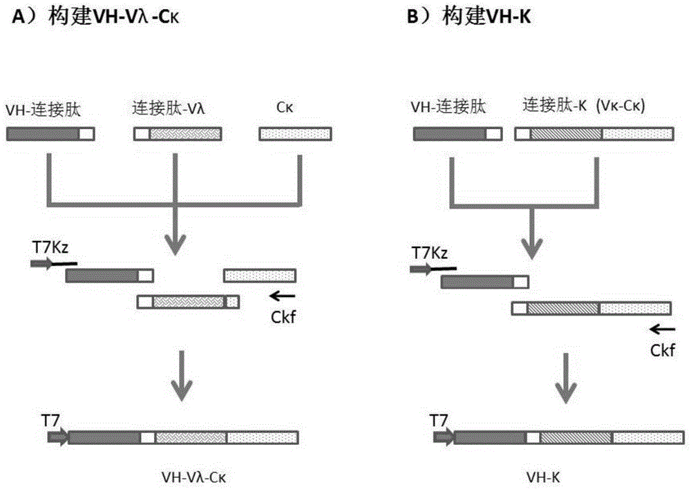 一种抗人PD-1蛋白抗体及其编码基因和应用的制作方法与工艺