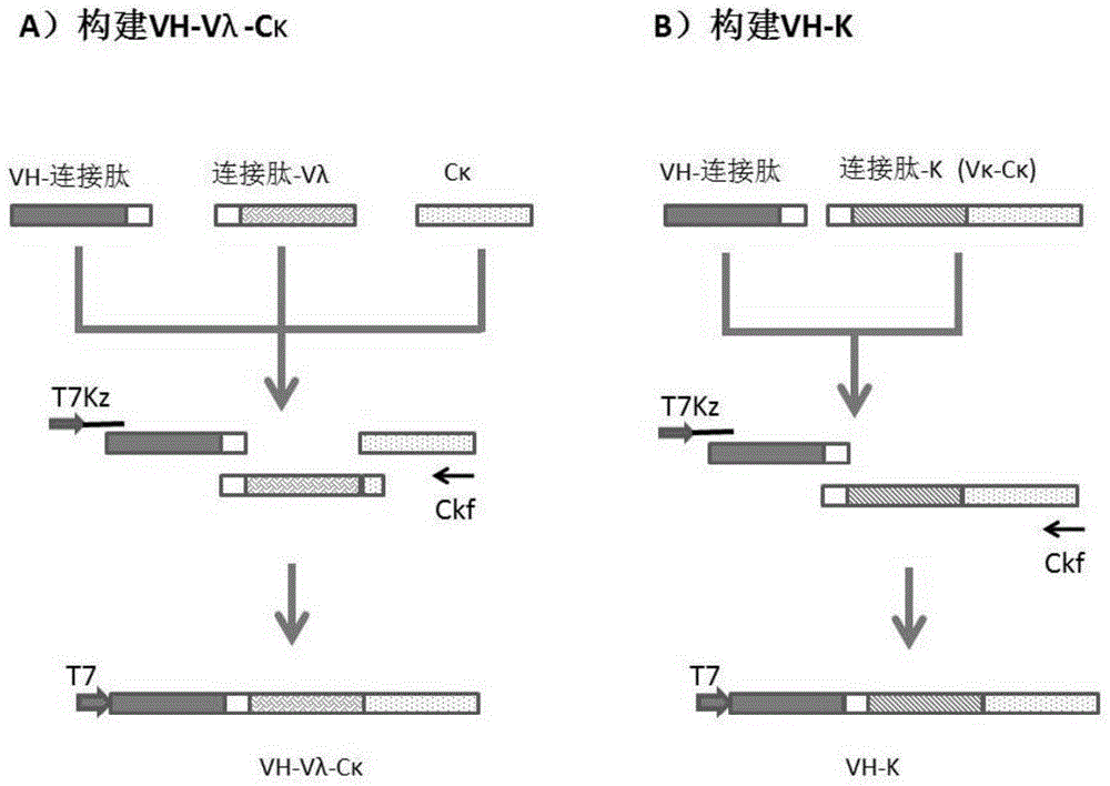 一種抗人PD-1蛋白抗體及其編碼基因和應(yīng)用的制作方法與工藝