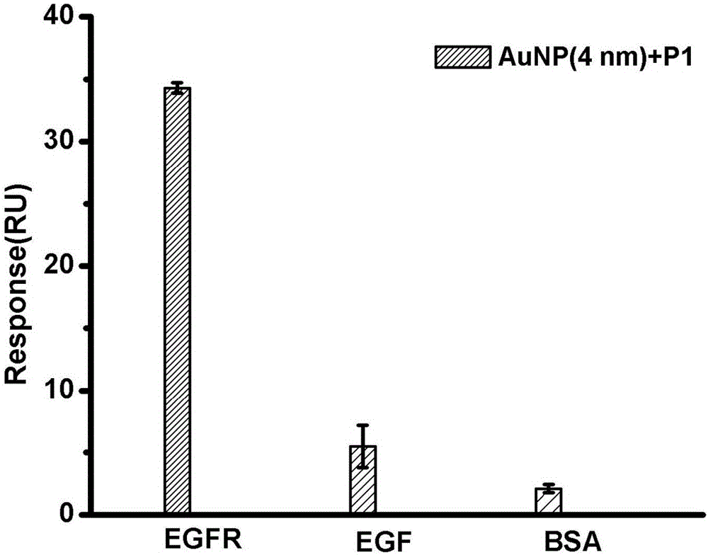 基于金纳米粒子的靶向表皮生长因子受体EGFR的人工抗体及其制备方法与流程