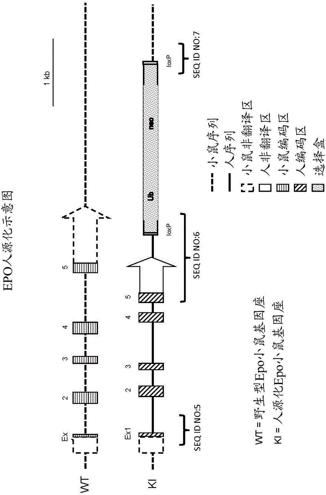 表达人EPO的经遗传修饰的非人动物的制作方法与工艺