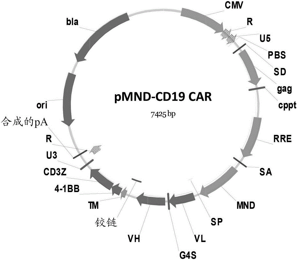 MND启动子嵌合抗原受体的制作方法与工艺