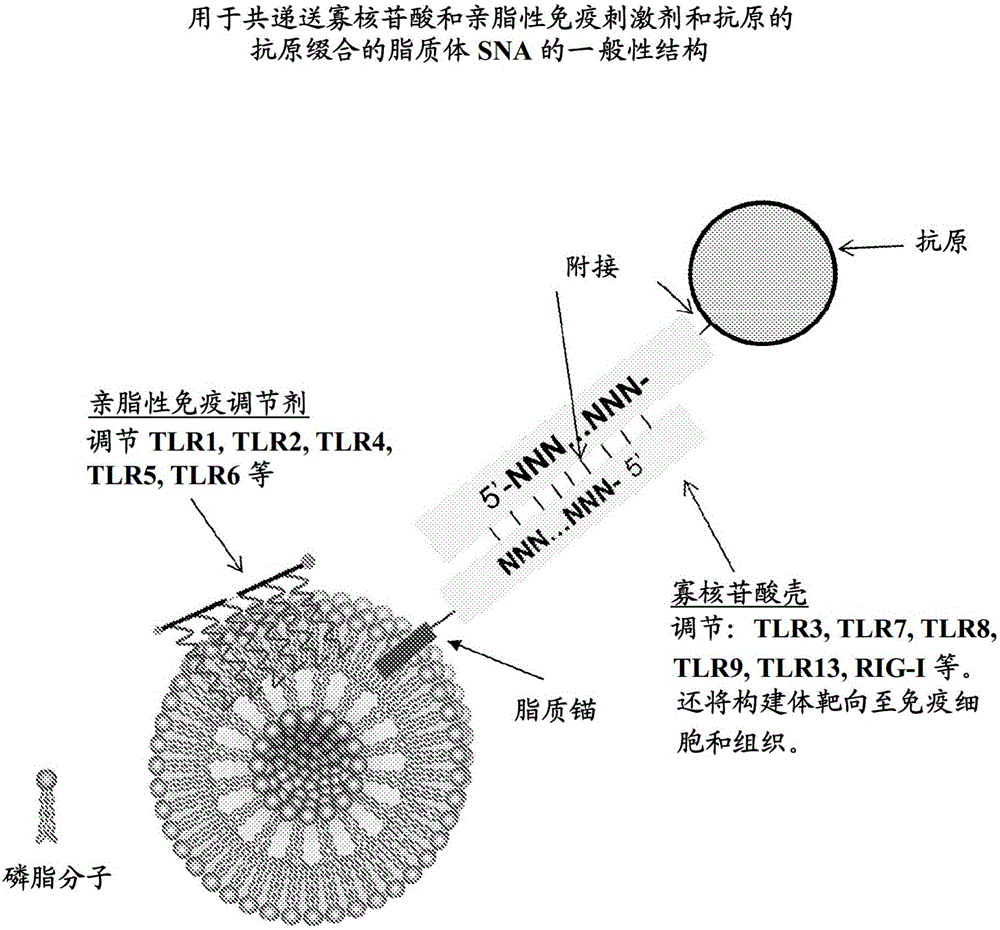 免疫調(diào)節(jié)劑通過脂質(zhì)體球形核酸的多價遞送以用于預防或治療應用的制作方法與工藝