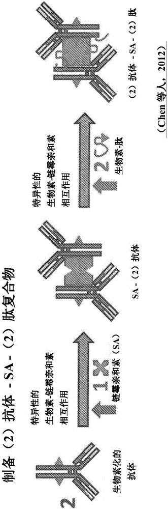 抗體引導(dǎo)的疫苗和用于產(chǎn)生快速成熟的免疫應(yīng)答的方法與流程