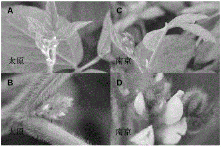 一种提高大豆不育系结实性的方法与流程