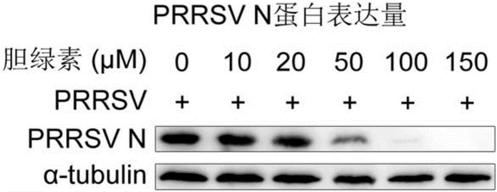 一种胆绿素制剂及其在防治猪繁殖与呼吸综合征中的应用和检测方法与流程