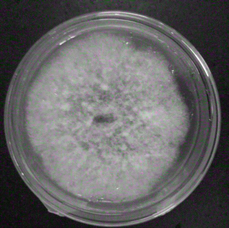 一种培养小麦赤霉菌菌丝的培养基及其制备方法与应用与流程