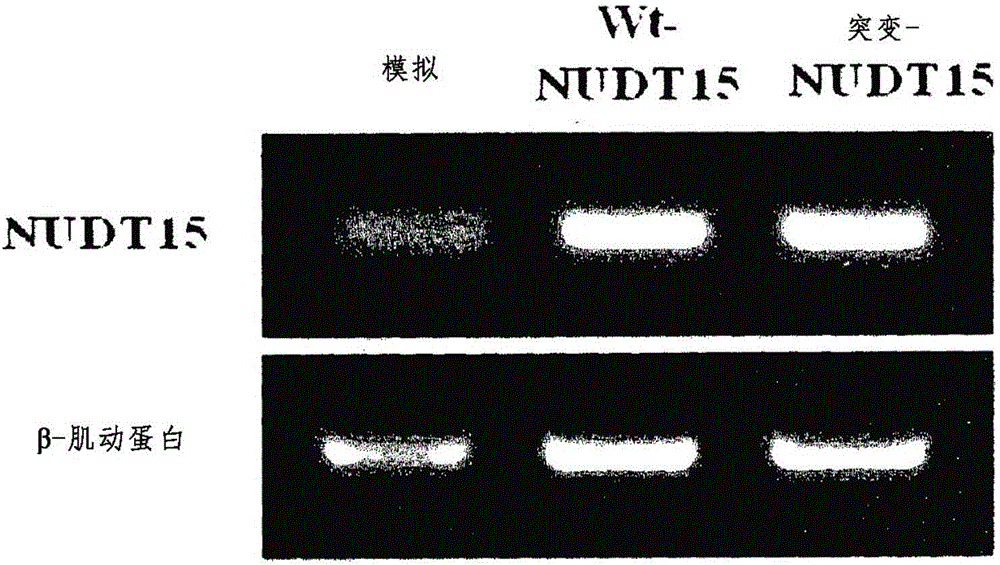 用于预测硫代嘌呤诱导的白细胞减少症风险的组合物，所述组合物含有NUDT15基因中的单核苷酸多态性标记的制作方法与工艺