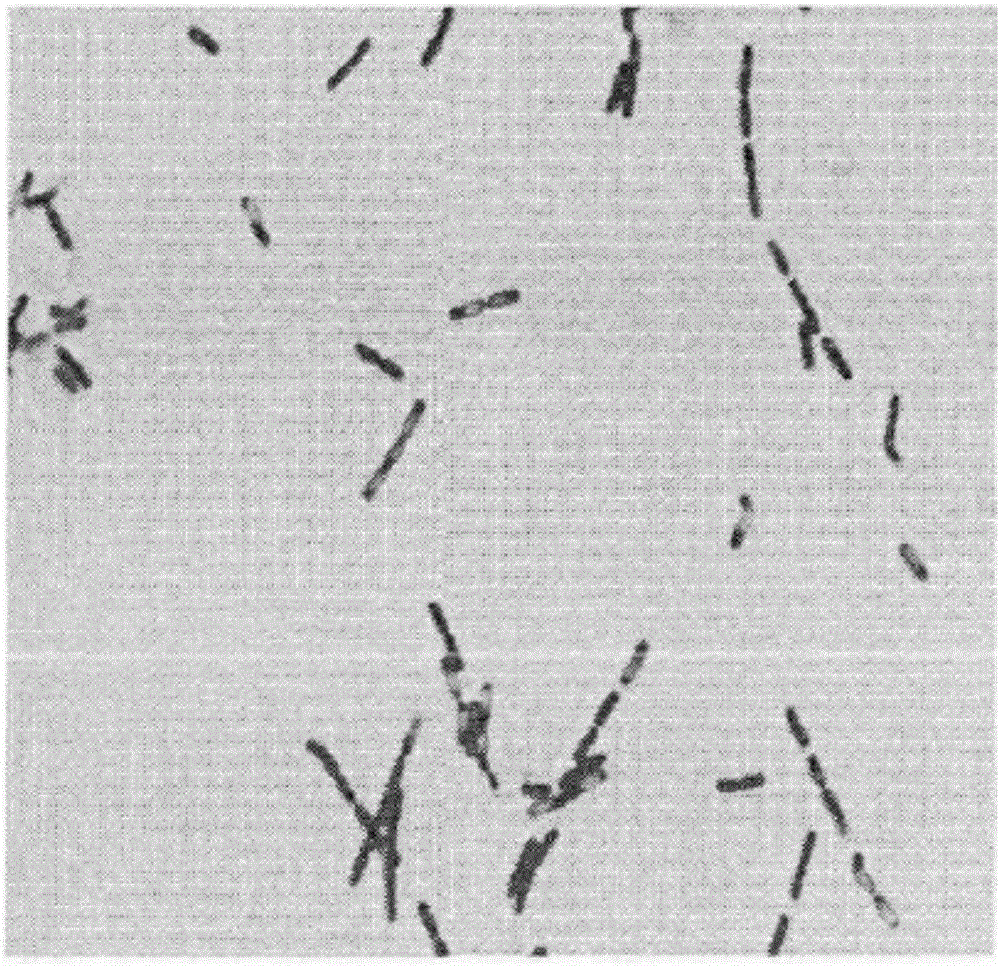 一种苏云金芽孢杆菌及其应用的制作方法
