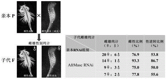 一种卤虫雄性化因子及其应用的制作方法与工艺