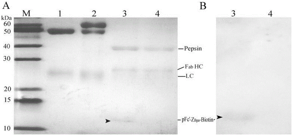 一种精准Fc位点共价偶联标记的生物素化抗体的制作方法与工艺