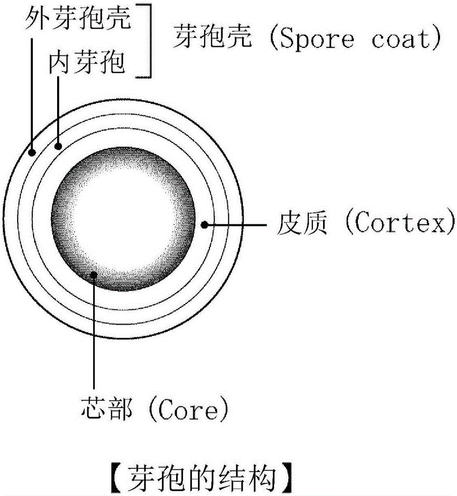 耐热性芽孢菌的杀菌或灭活处理方法与流程