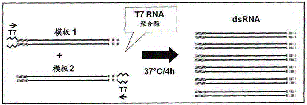 賦予鞘翅目和半翅目害蟲抗性的SEC23核酸分子的制作方法與工藝