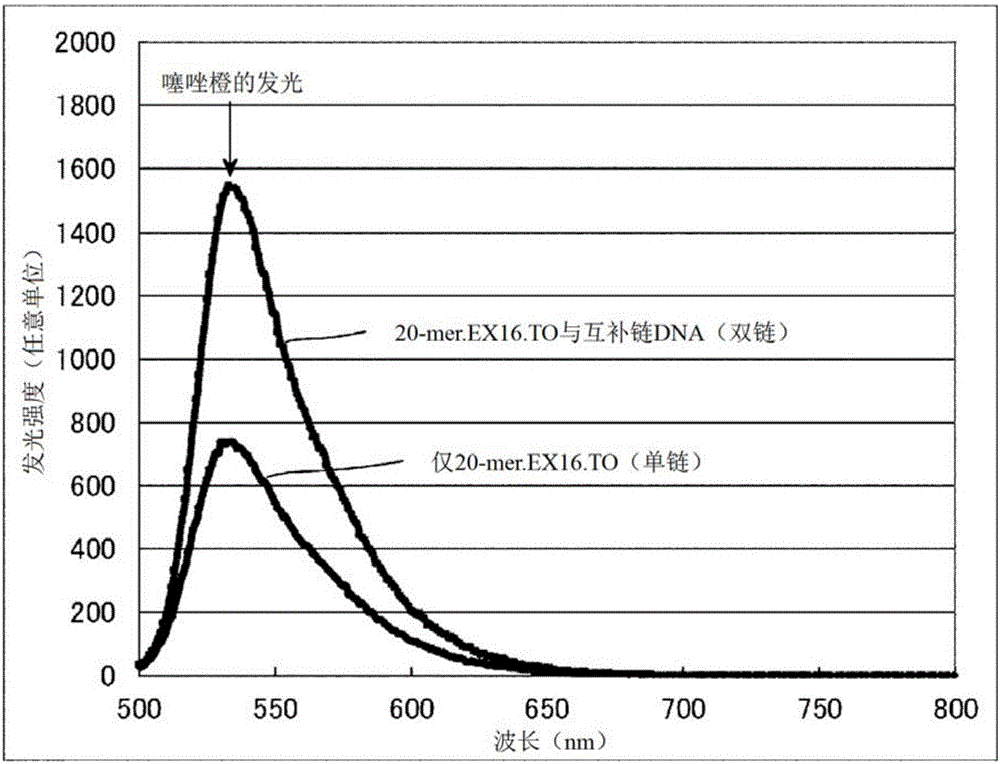 熒光性標(biāo)記單鏈核酸及其用途的制作方法與工藝