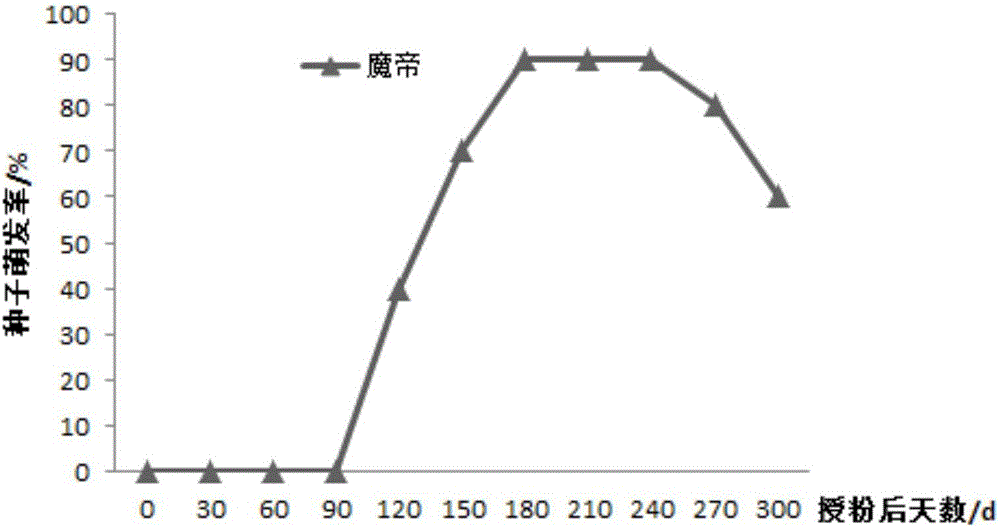 一种大花型兜兰育种与栽培方法与流程