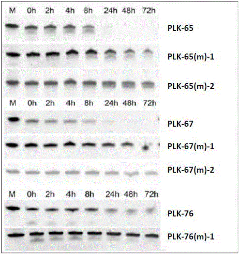 小干扰RNA及其应用和抑制plk1基因表达的方法与流程
