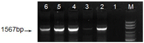 一种草莓ARF4启动子融合GUS基因的载体构建方法与流程