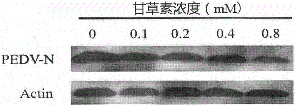 甘草素抗豬流行性腹瀉病毒感染的應(yīng)用的制作方法與工藝