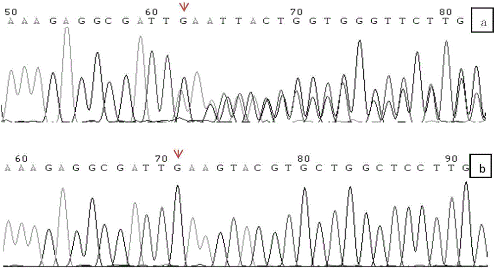 GNAS基因突变体及其应用的制作方法与工艺
