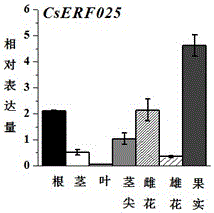 黃瓜CsERF025基因及其在促進黃瓜果實順直發(fā)育中的應用的制作方法與工藝