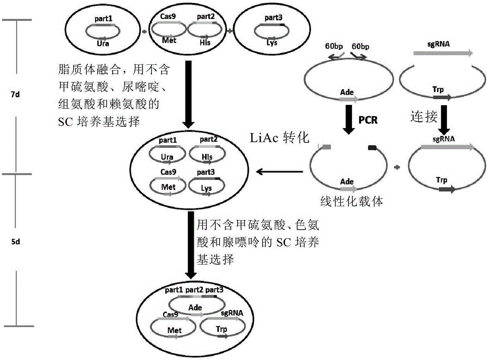 CRISPR/Cas9介导的大片段DNA拼接方法与流程