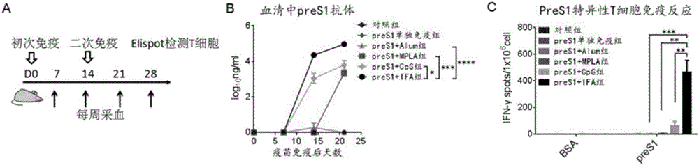 PreS1用于制备乙肝疫苗以及治疗慢性乙型肝炎的用途的制作方法与工艺