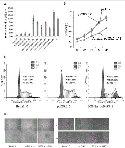 靶向SCNN1A的腫瘤治療藥物及應(yīng)用的制作方法與工藝