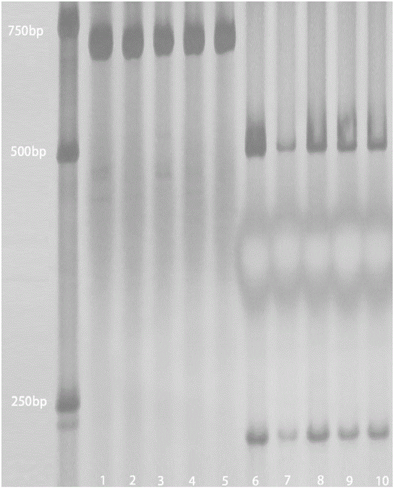一种小麦茎秆断裂强度分子标记QWQD4B.4‑13及其应用的制作方法与工艺