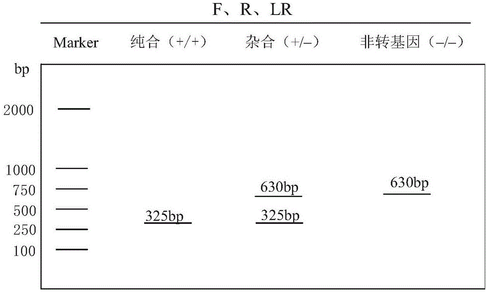 單拷貝轉(zhuǎn)基因家蠶品系的純合方法與流程