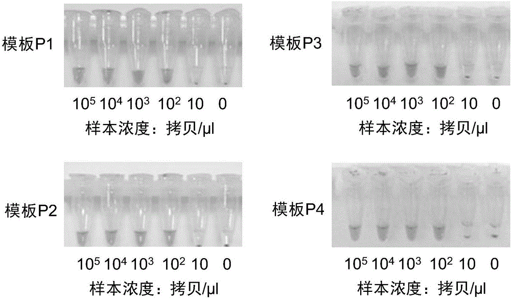 可视化MTHFR等位基因分型检测试剂盒的制作方法与工艺