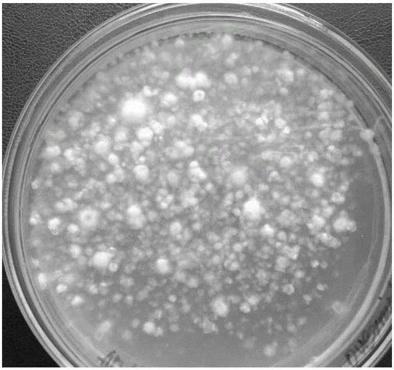 一种高效的虎奶菇多孢分离方法以及使用的多孢分离装置与制造工艺