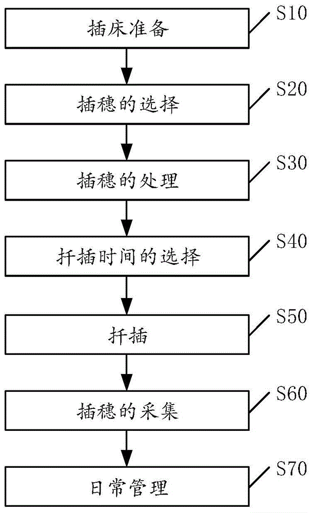 一種花卉的扦插方法與制造工藝