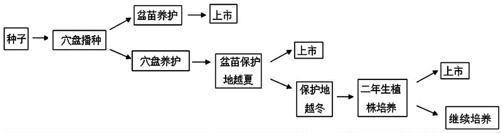 地中海仙客來(lái)栽培模式、盆株培育技術(shù)及其越夏越冬方法與制造工藝