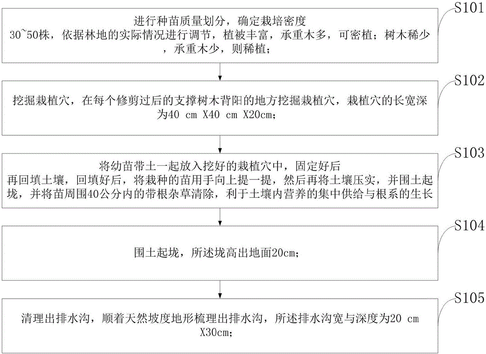 一種三葉木的通仿野生栽培中定植的方法與制造工藝