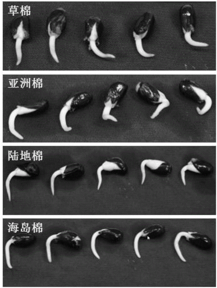 棉花耐低温发芽鉴定方法与制造工艺