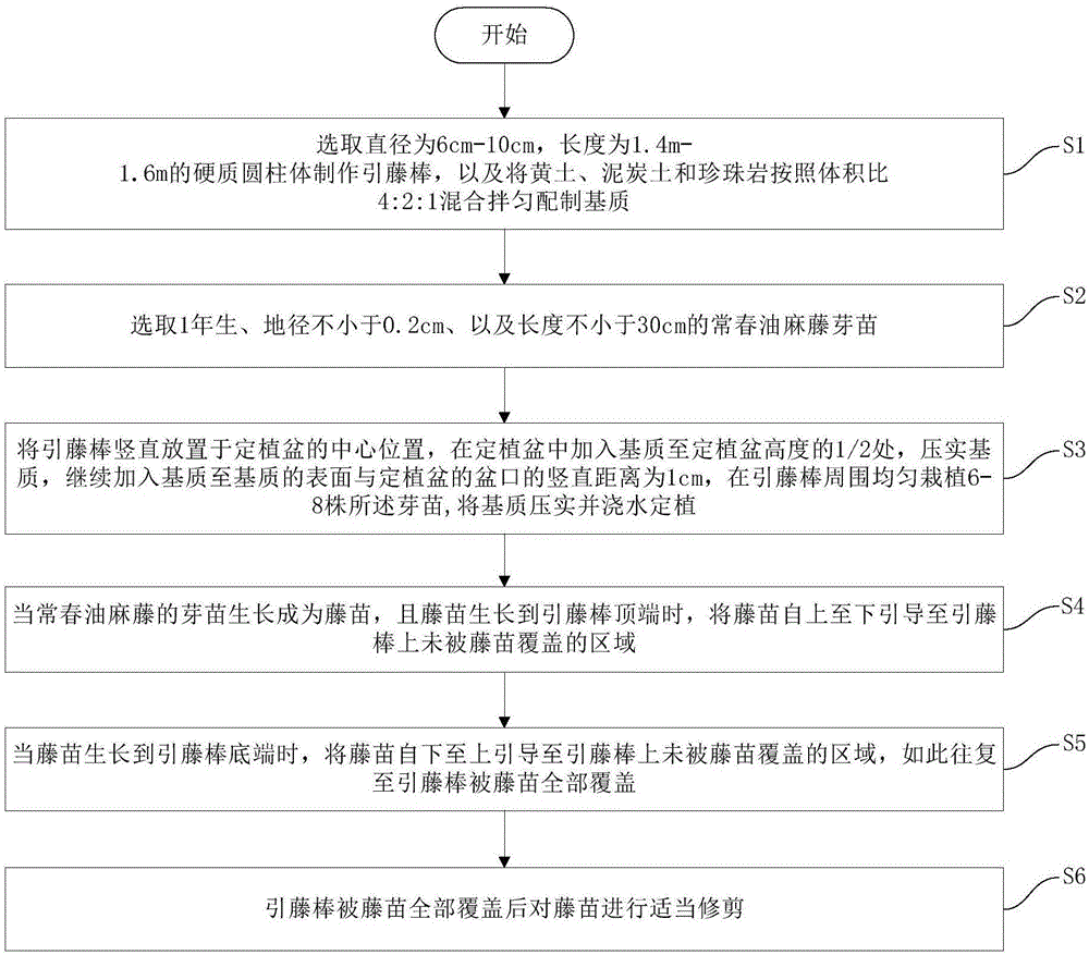 常春油麻藤的盆栽方法與制造工藝