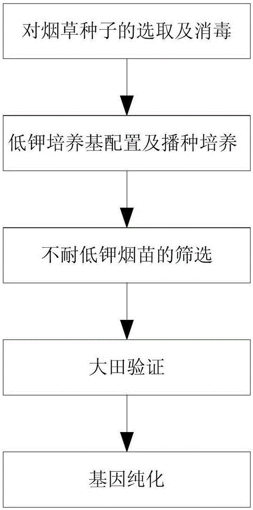 煙草富鉀篩選和鑒定方法與制造工藝