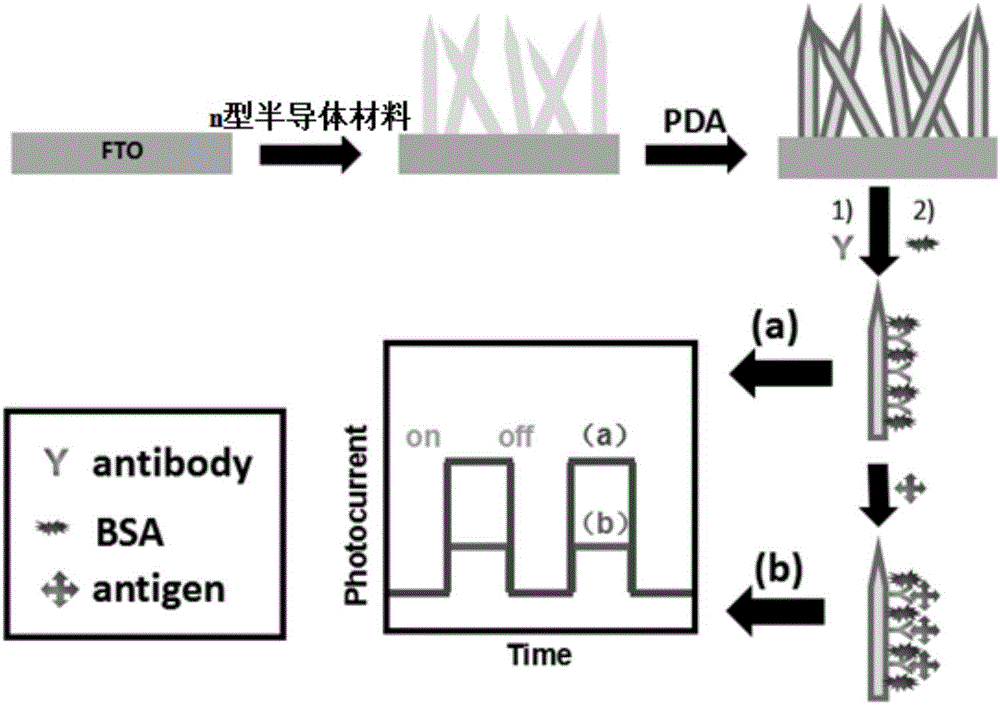 聚多巴胺修飾n型半導體材料在構建光電免疫傳感器中的應用的制造方法與工藝