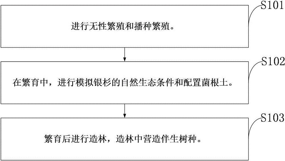 一種銀杉繁育方法與制造工藝