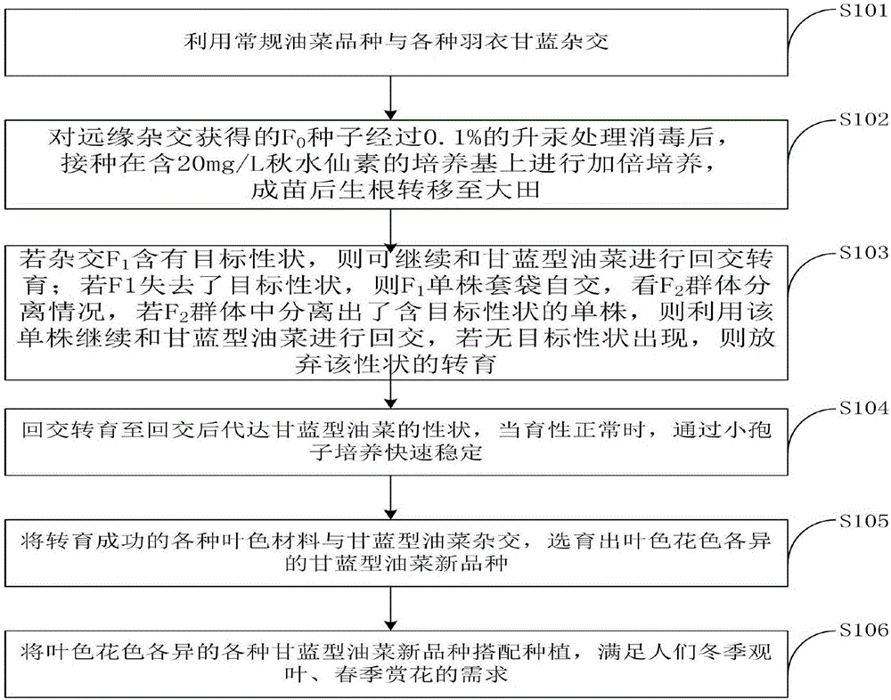 一種利用羽衣甘藍培育長觀賞期甘藍型油菜的方法與制造工藝