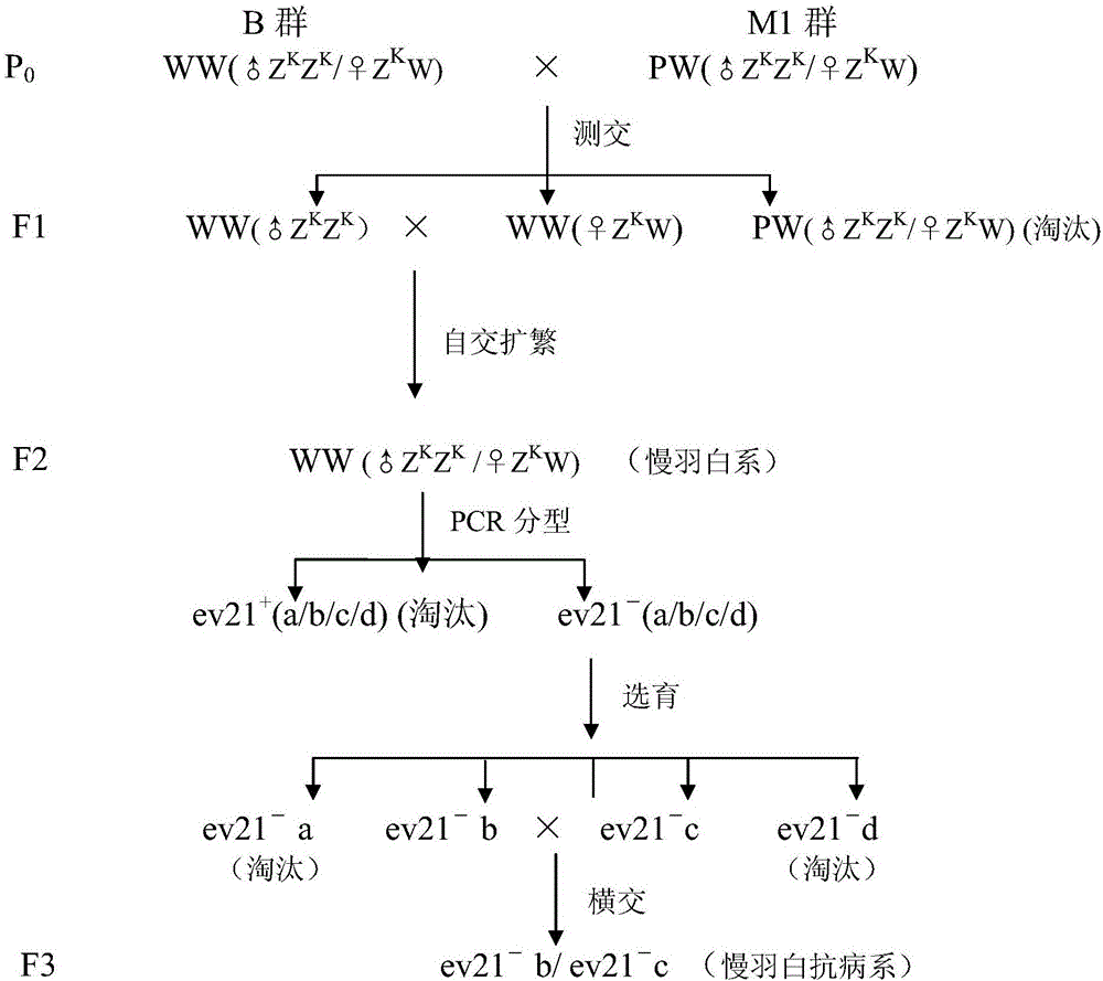 清遠麻雞無內(nèi)源性禽白血病ev21病毒的抗病系的培育方法與制造工藝