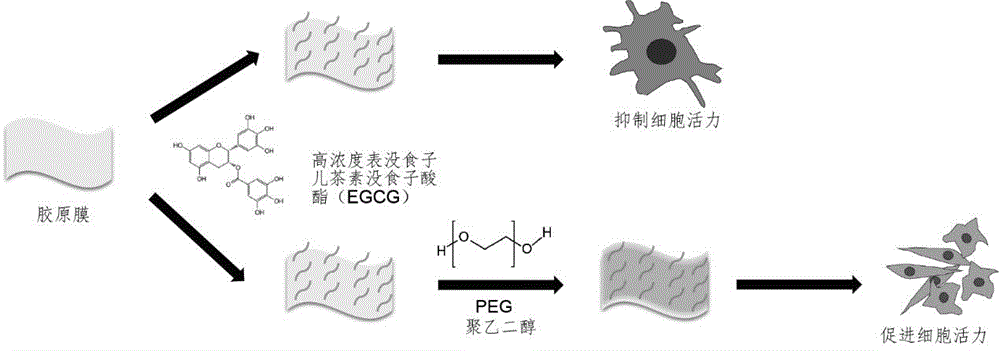 一种胶原膜的改性方法与制造工艺