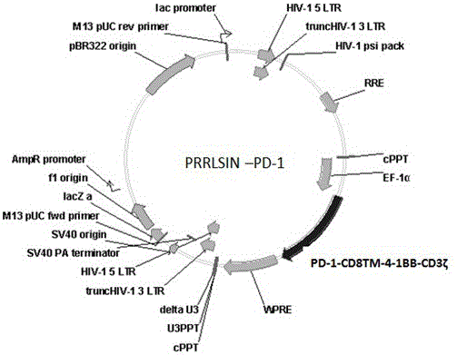 PD-1 CAR-T细胞及其制备方法和应用与制造工艺