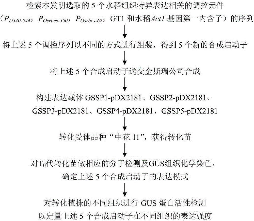 水稻绿色组织特异表达合成启动子的构建及鉴定的制造方法与工艺